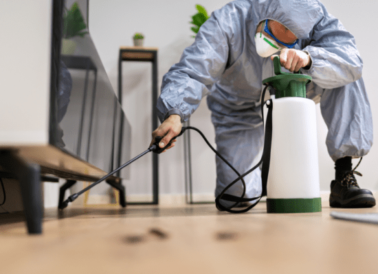 plagues més comunes en habitatges
