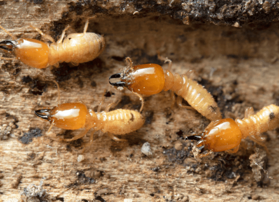 Insectos que atacan la madera