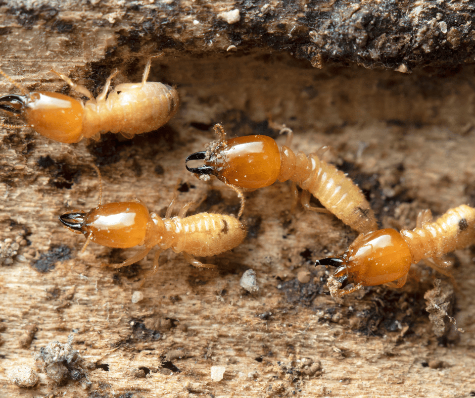 Insectos que atacan la madera