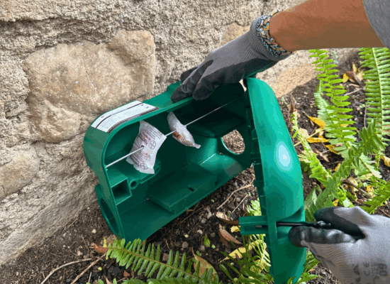 solucions sostenibles plagues