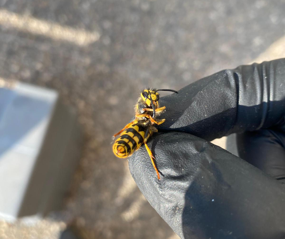 Desinsectación profesional