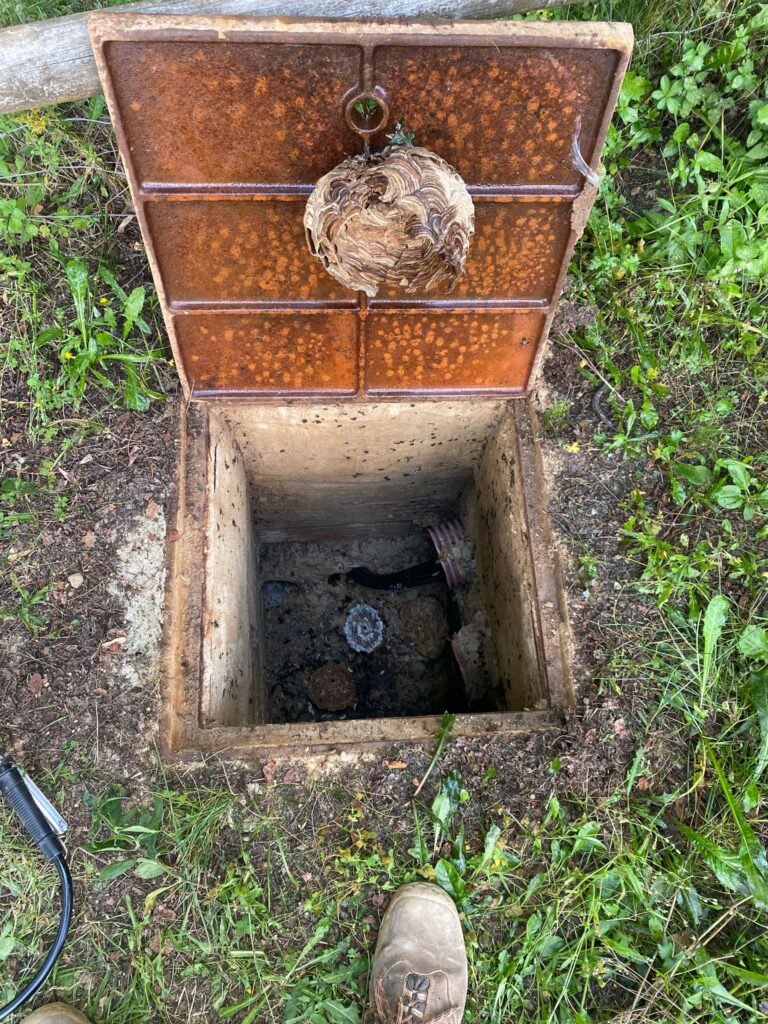 Rusc de vespes sota l atapa d'una arqueta