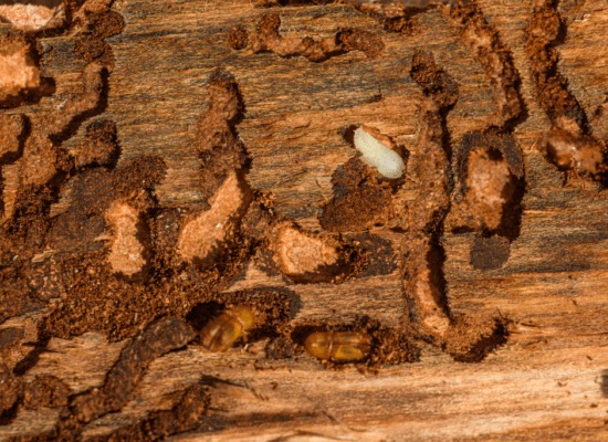 Insectes de la fusta