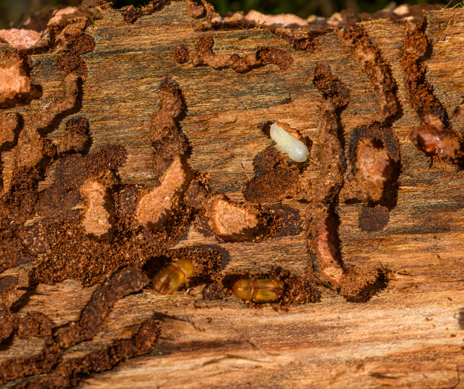 Insectes de la fusta